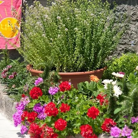 Le Vigne